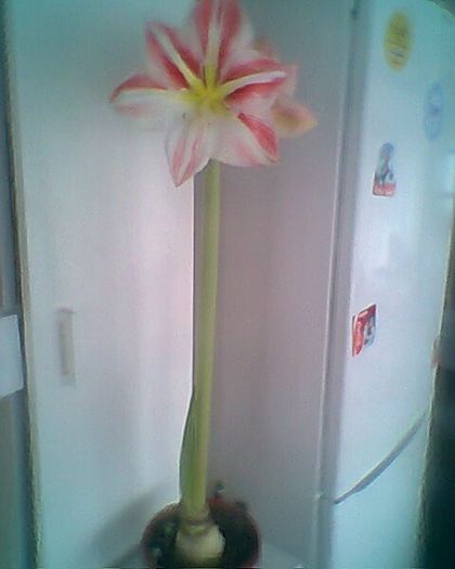 martisorul primit de la olguta multumesc draga mea prietena - amaryllis2012-2013