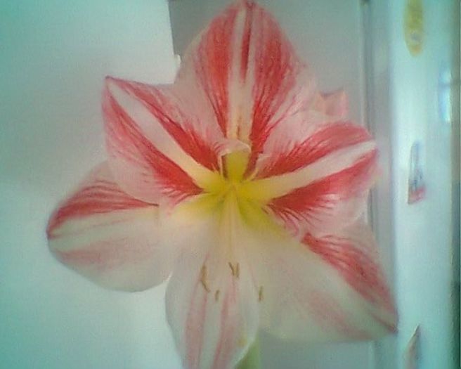 28.3.2013 stripad - amaryllis2012-2013