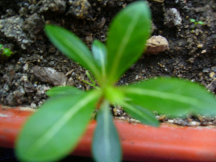 P1080561 - adenium din seminte