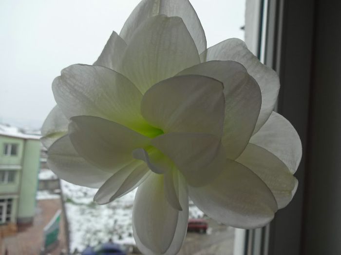 DSC01405 - Amaryllis