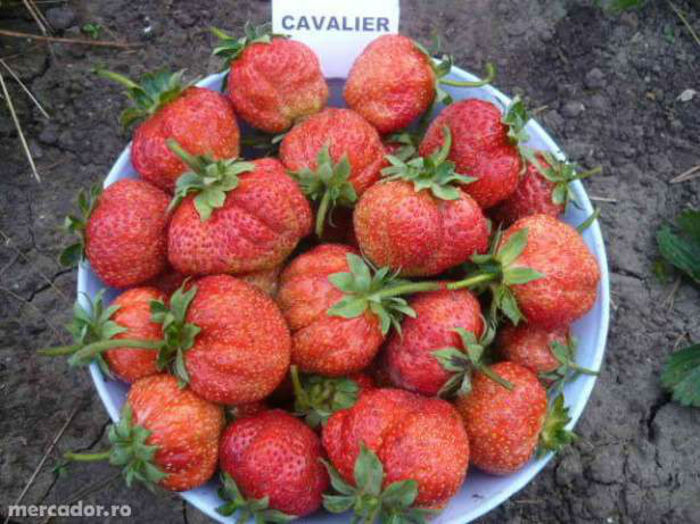 7720_5_644x461_stoloni-de-capsuni-soiul-cavalier-timis[1]