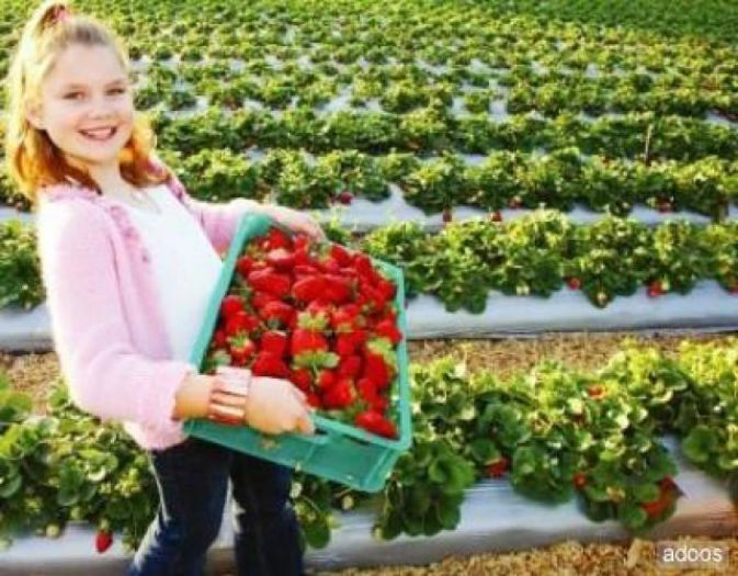 capsuni-vind-plante-stoloni-soi-cavalier-canadian-in-Timisoara-Q75T37V536-1315235163-1.753981-[640x4