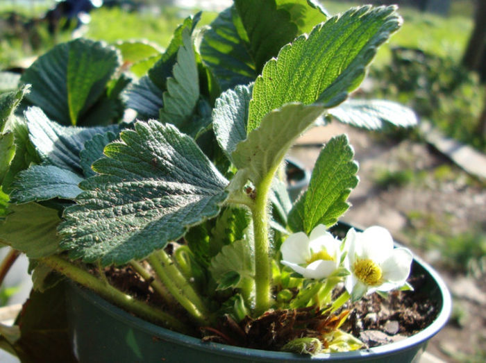 Strawberry_plant[1]