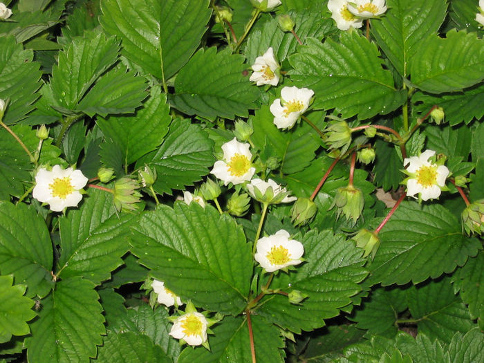Strawberry_flowers[1]