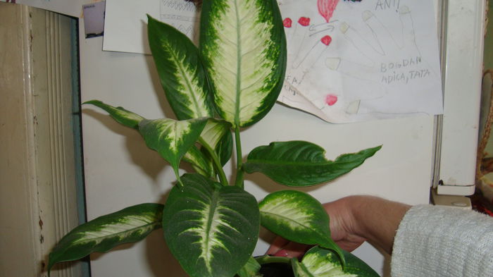 1 - Dieffenbachia