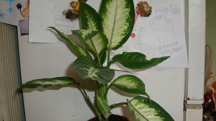 2 - Dieffenbachia