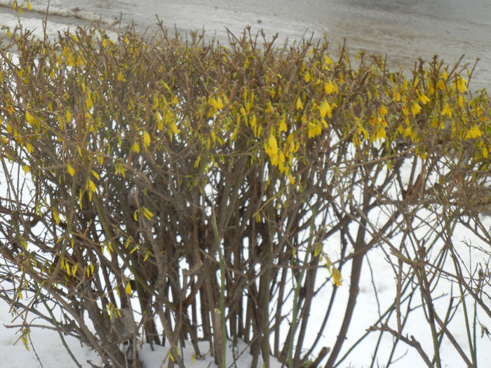 Forsythia x intermedia (2013, March 28)