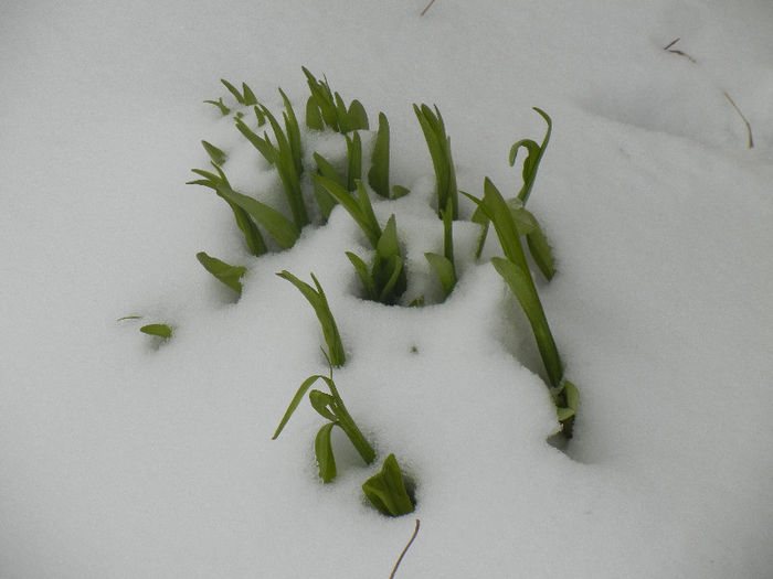 Spring is coming (2013, March 28)