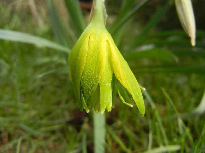 Daffodil Rip van Winkle (2013, March 28)