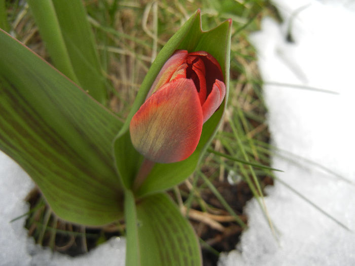 Tulipa Showwinner (2013, March 28) - Tulipa Showwinner