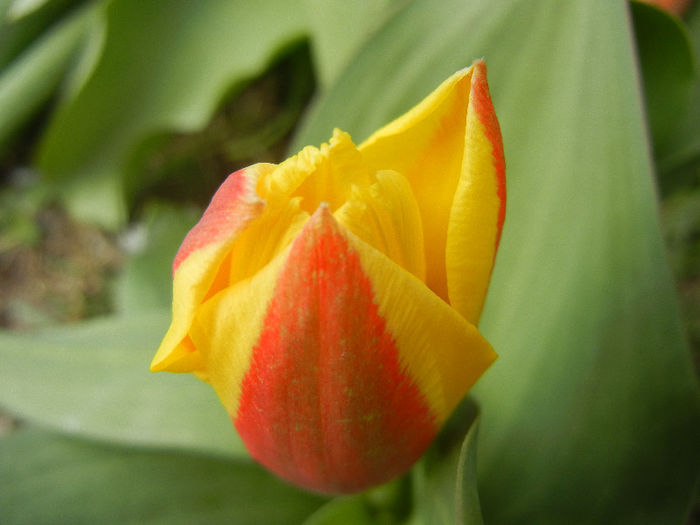 Tulipa Stresa (2013, March 28)
