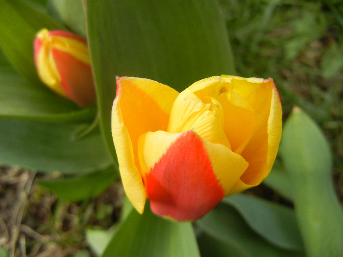 Tulipa Stresa (2013, March 28)