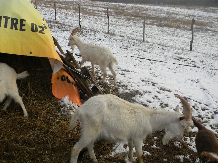 capre saanen 2013 036; tapii saanen 1 an
