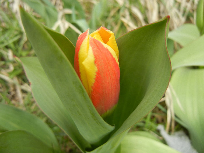 Tulipa Stresa (2013, March 28)