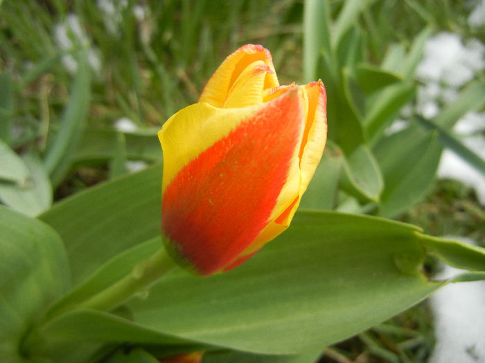 Tulipa Stresa (2013, March 28)