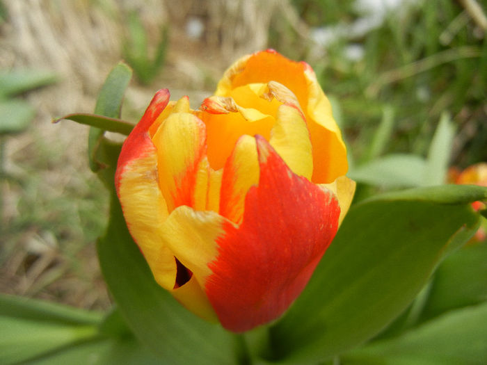 Tulipa Stresa (2013, March 28)