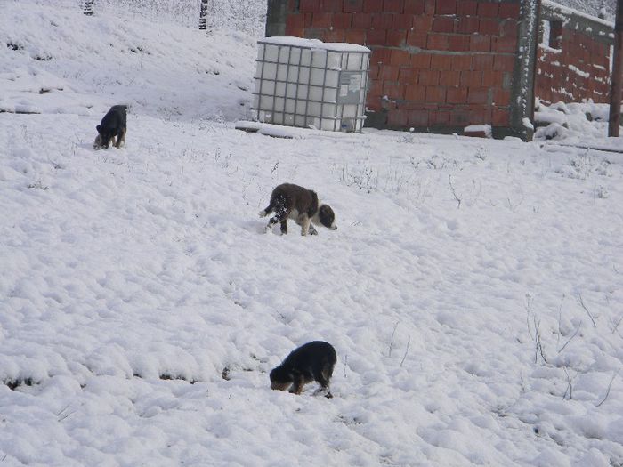 capre saanen 2013 102; exterminatorii de sobolani
