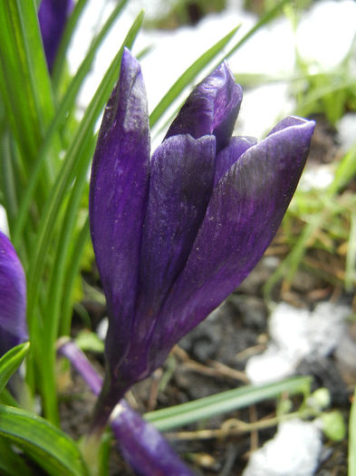 Crocus Negro Boy (2013, March 28)