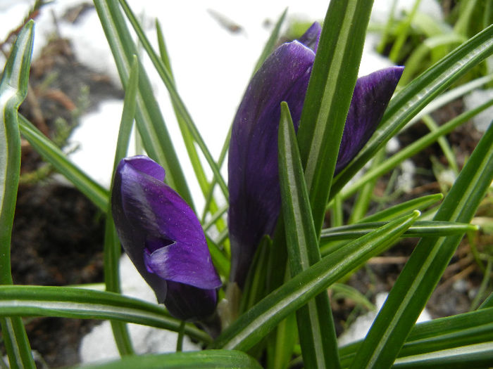 Crocus Negro Boy (2013, March 28)