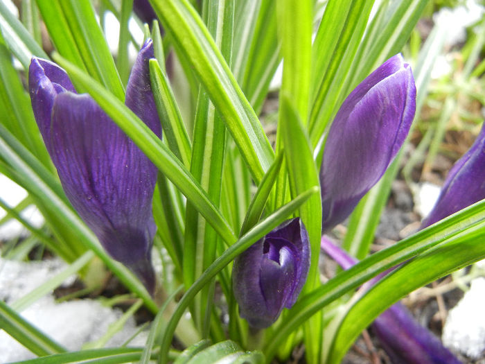 Crocus Negro Boy (2013, March 28)