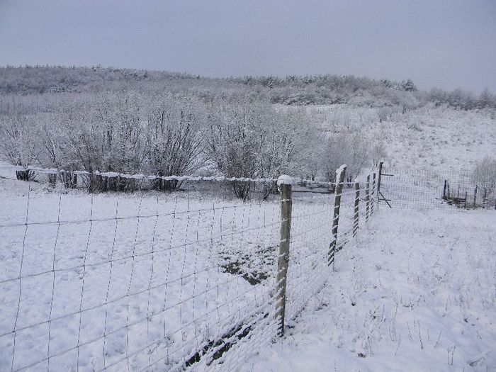 capre saanen 2013 022; peisaj de iarna (ferma)
