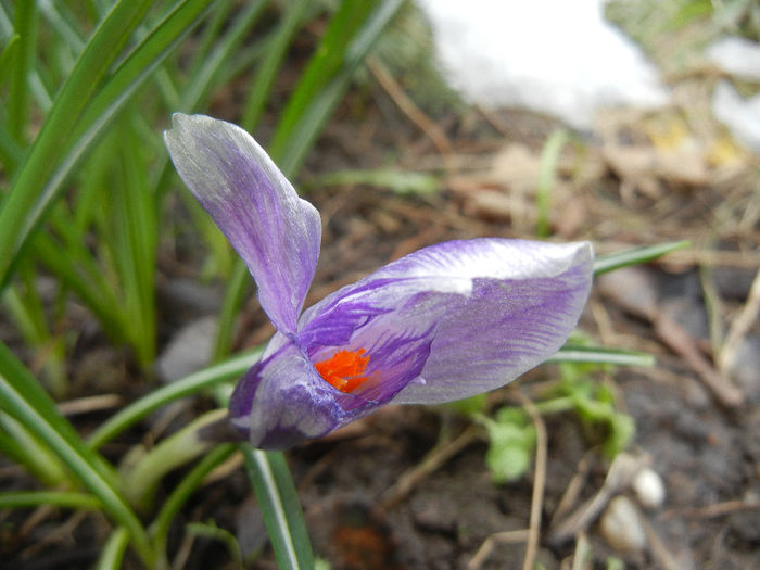 Crocus King of the Striped (2013, Mar.28)