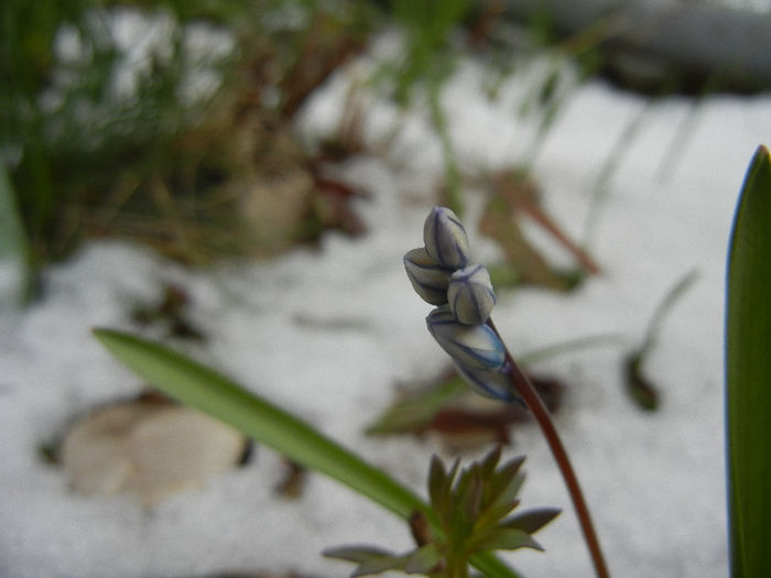 Puschkinia scilloides (2013, March 28)