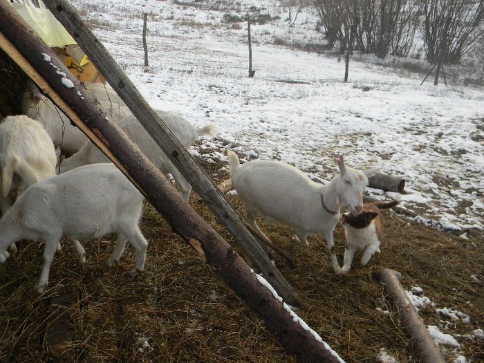 capre saanen 2013 034; prima lectie
