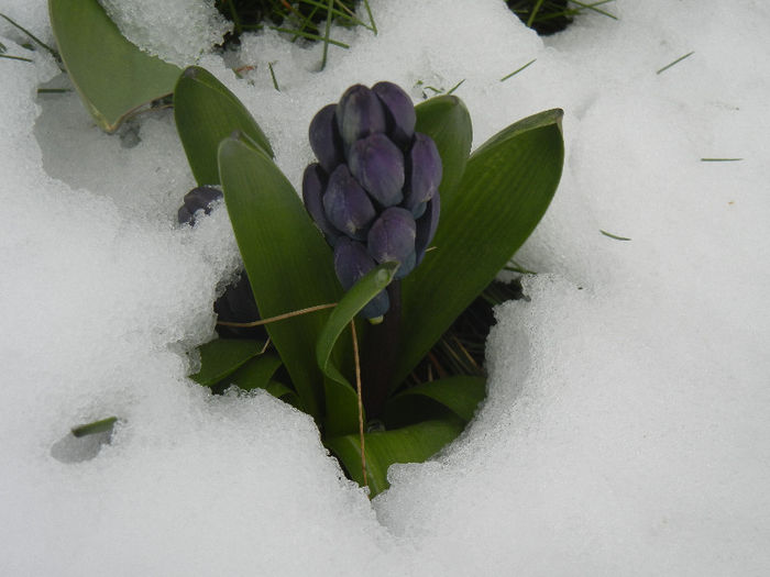Blue Hyacinth in the Snow (2013, Mar.28)