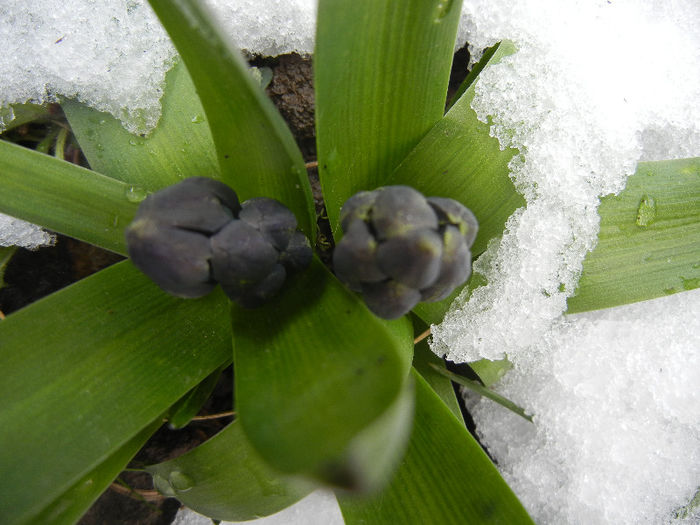 Blue Hyacinth in the Snow (2013, Mar.28) - ZAMBILE_Hyacinths