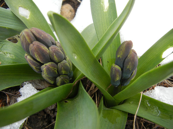 Blue Hyacinth in the Snow (2013, Mar.28)