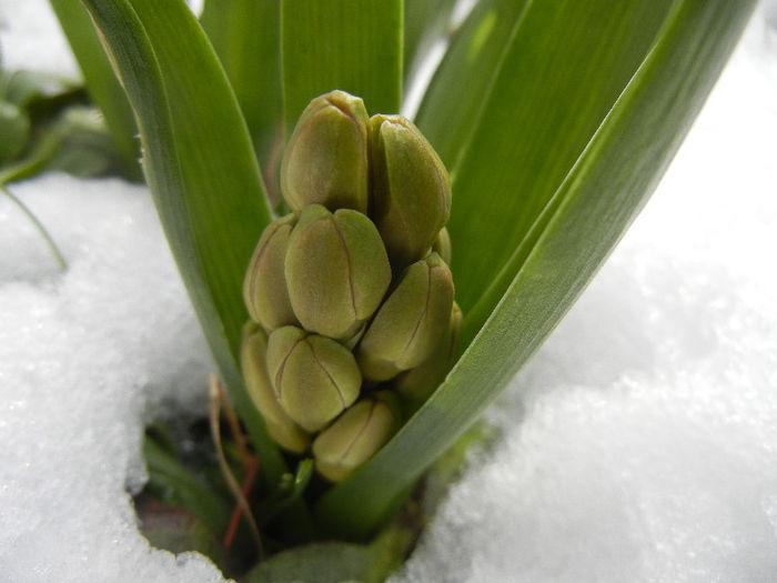 Hyacinth in the Snow (2013, March 28) - ZAMBILE_Hyacinths