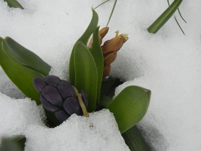 Hyacinth in the Snow (2013, March 28) - ZAMBILE_Hyacinths