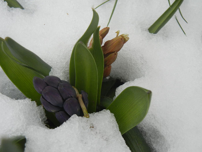 Hyacinth in the Snow (2013, March 28) Hyacinth in the Snow (2013, March 28)