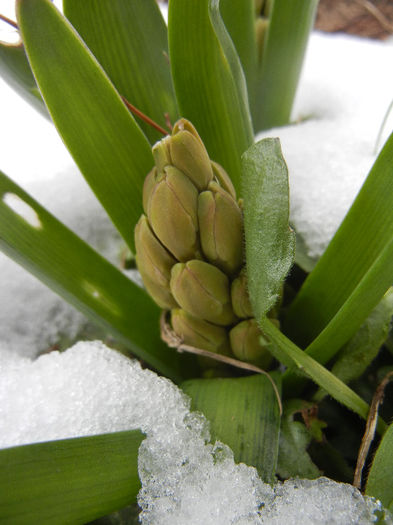 Hyacinth in the Snow (2013, March 28)