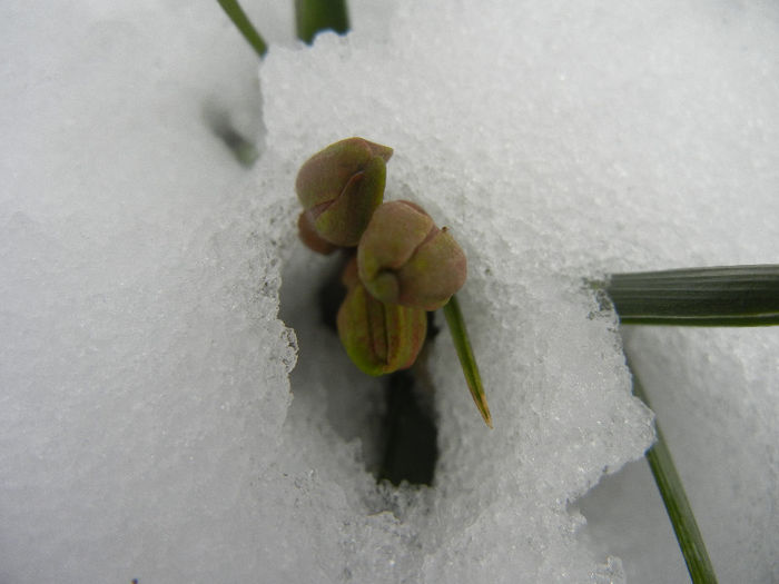 Hyacinth in the Snow (2013, March 28) - ZAMBILE_Hyacinths