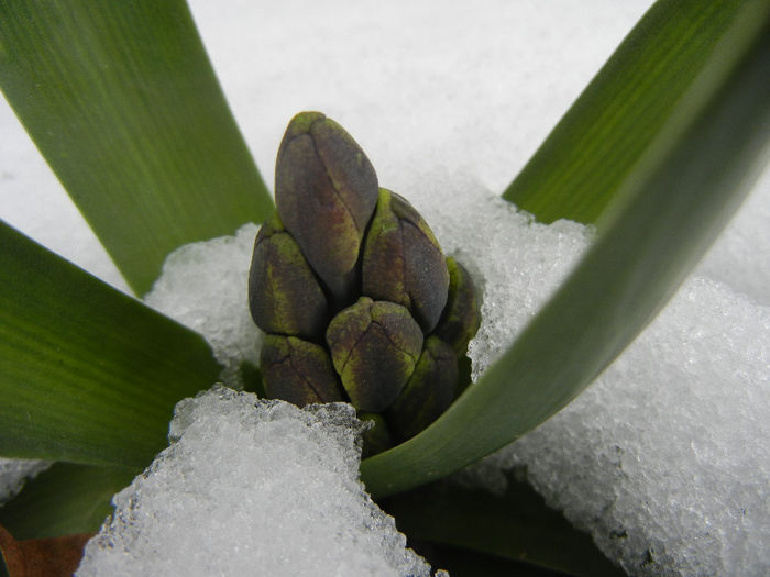 Blue Hyacinth in the Snow (2013, Mar.28)