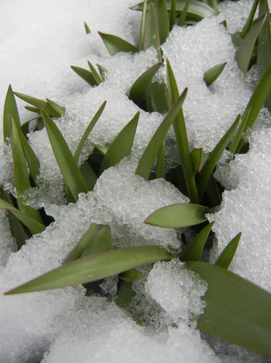 Tulips in the Snow (2013, March 28) - 03 Garden in March