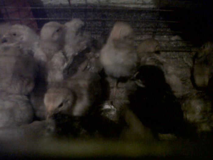 IMG00609-20130328-1836