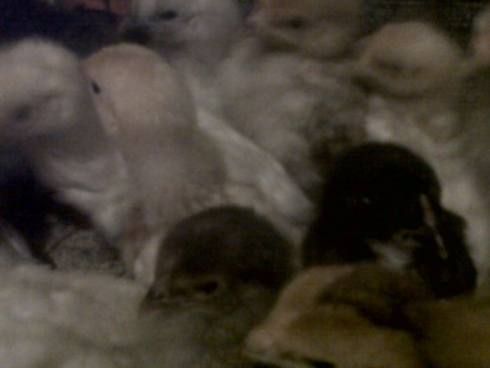 IMG00611-20130328-1836