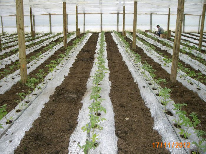 IMG_4693; plantat tomate
