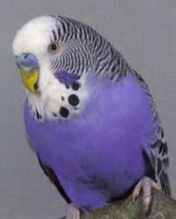 images (5) - diversi papagal