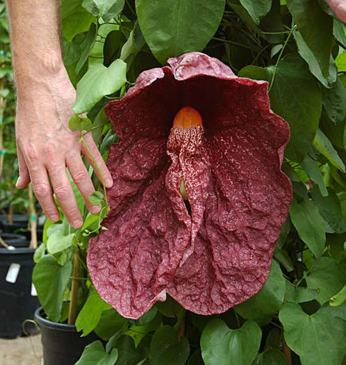 Aristolochia brasiliensis - 1-de vanzare 2019-2020- SEMINTE TROPICALE RARE