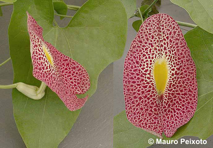 aristolochia-odoratissima - 1-de vanzare 2019-2020- SEMINTE TROPICALE RARE