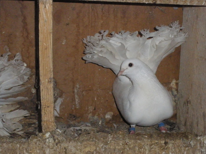 vandut tegzespaulsialexandra