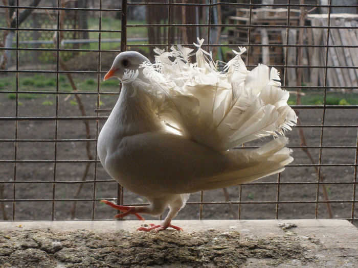 vandut tegzespaulsialexandra