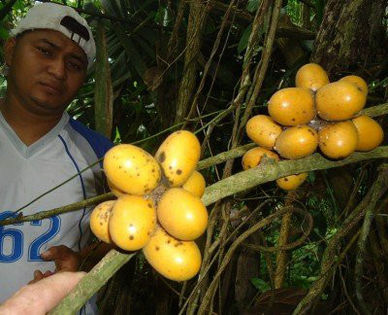 Abuta sp. - 1-de vanzare 2019-2020- SEMINTE TROPICALE RARE