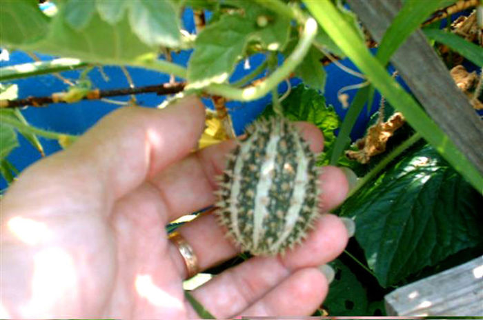 Cucumis_africanus - castraveti seminte