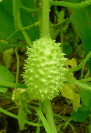 cucumis anguria - castraveti seminte