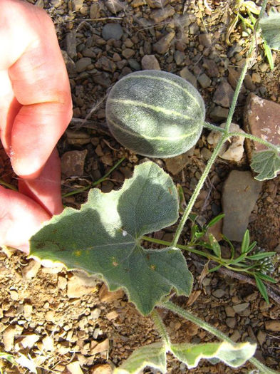 Cucumis sagittatus - castraveti seminte